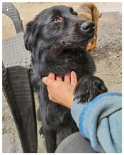 CLEO, Hund, Mischlingshund in Rumänien - Bild 10