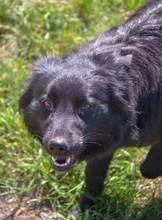 CLEO, Hund, Mischlingshund in Rumänien - Bild 11