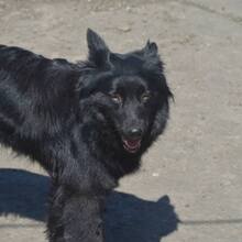 CLEO, Hund, Mischlingshund in Rumänien - Bild 3