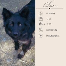 CLEO, Hund, Mischlingshund in Rumänien - Bild 4