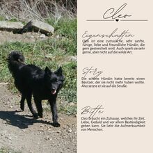 CLEO, Hund, Mischlingshund in Rumänien - Bild 5