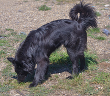 CLEO, Hund, Mischlingshund in Rumänien - Bild 6