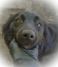 CLEO, Hund, Mischlingshund in Rumänien - Bild 8