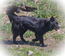 CLEO, Hund, Mischlingshund in Rumänien - Bild 9