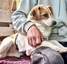 MISHA, Hund, Mischlingshund in Rumänien - Bild 11