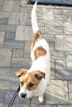 MISHA, Hund, Mischlingshund in Rumänien - Bild 12