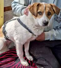 MISHA, Hund, Mischlingshund in Rumänien - Bild 14