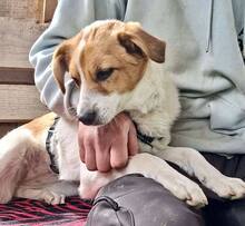MISHA, Hund, Mischlingshund in Rumänien - Bild 4