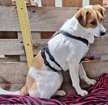MISHA, Hund, Mischlingshund in Rumänien - Bild 7