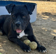 LEVIS, Hund, Boxer-Mix in Spanien - Bild 1