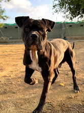 LEVIS, Hund, Boxer-Mix in Spanien - Bild 3