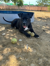 LEVIS, Hund, Boxer-Mix in Spanien - Bild 4