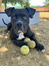 LEVIS, Hund, Boxer-Mix in Spanien - Bild 5