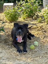 LEVIS, Hund, Boxer-Mix in Spanien - Bild 6