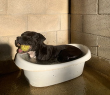 LEVIS, Hund, Boxer-Mix in Spanien - Bild 7