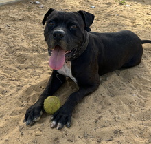 LEVIS, Hund, Boxer-Mix in Spanien - Bild 8