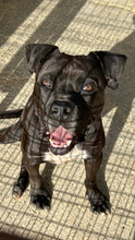 LEVIS, Hund, Boxer-Mix in Spanien - Bild 9
