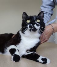 FINN, Katze, Europäisch Kurzhaar in Spanien