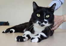FINN, Katze, Europäisch Kurzhaar in Spanien - Bild 10