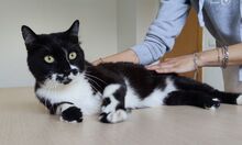 FINN, Katze, Europäisch Kurzhaar in Spanien - Bild 2