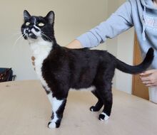 FINN, Katze, Europäisch Kurzhaar in Spanien - Bild 4