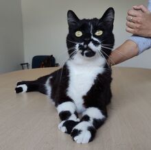 FINN, Katze, Europäisch Kurzhaar in Spanien - Bild 5
