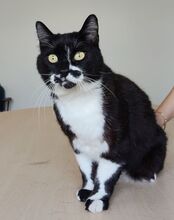 FINN, Katze, Europäisch Kurzhaar in Spanien - Bild 6