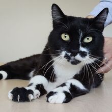 FINN, Katze, Europäisch Kurzhaar in Spanien - Bild 7