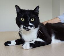 FINN, Katze, Europäisch Kurzhaar in Spanien - Bild 9