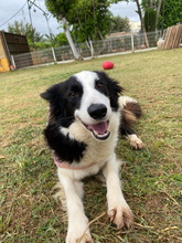 FREYA, Hund, Border Collie in Spanien - Bild 1