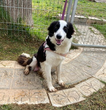 FREYA, Hund, Border Collie in Spanien - Bild 2