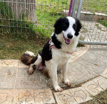 FREYA, Hund, Border Collie in Spanien - Bild 3