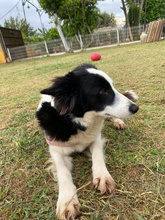 FREYA, Hund, Border Collie in Spanien - Bild 4