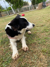 FREYA, Hund, Border Collie in Spanien - Bild 5