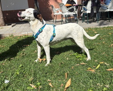PAQUITA, Hund, Ratonero Bodeguero Andaluz in Spanien - Bild 1