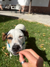 PAQUITA, Hund, Ratonero Bodeguero Andaluz in Spanien - Bild 2