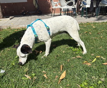 PAQUITA, Hund, Ratonero Bodeguero Andaluz in Spanien - Bild 4