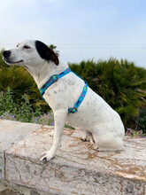 PAQUITA, Hund, Ratonero Bodeguero Andaluz in Spanien - Bild 5