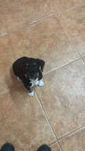 CALCETINES, Hund, Mischlingshund in Spanien - Bild 1