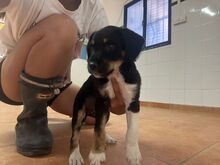 CALCETINES, Hund, Mischlingshund in Spanien - Bild 2