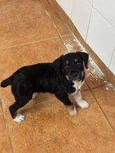 CALCETINES, Hund, Mischlingshund in Spanien - Bild 3