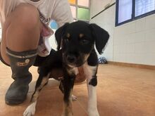 CALCETINES, Hund, Mischlingshund in Spanien - Bild 4