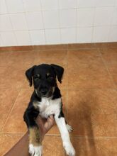 CALCETINES, Hund, Mischlingshund in Spanien - Bild 5