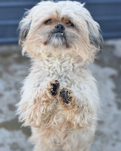 WICKET, Hund, Mischlingshund in Bielefeld - Bild 1
