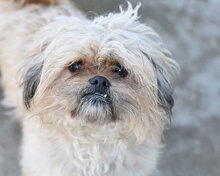 WICKET, Hund, Mischlingshund in Bielefeld - Bild 4
