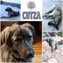 CUTZA, Hund, Mischlingshund in Heusweiler - Bild 1
