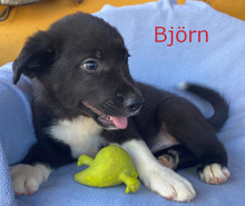 BJÖRN, Hund, Border Collie in Spanien - Bild 1