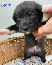 BJÖRN, Hund, Border Collie in Spanien - Bild 2