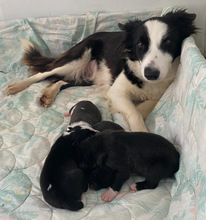 BJÖRN, Hund, Border Collie in Spanien - Bild 3