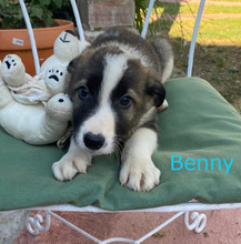 BENNY, Hund, Border Collie in Spanien - Bild 1